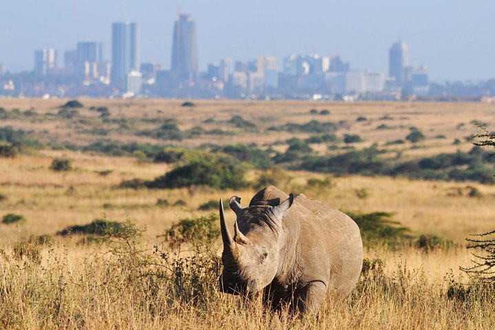 Safari Tour; Nairobi National Park