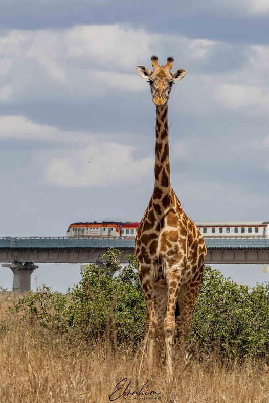 Safari Tour; Nairobi National Park