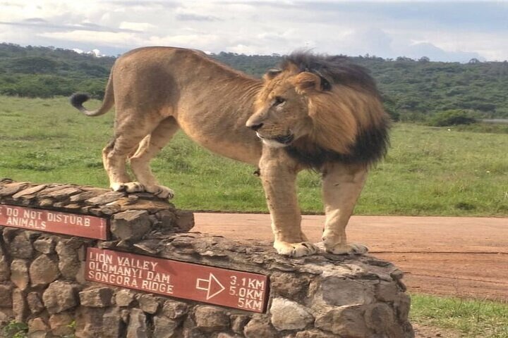 Safari Tour; Nairobi National Park