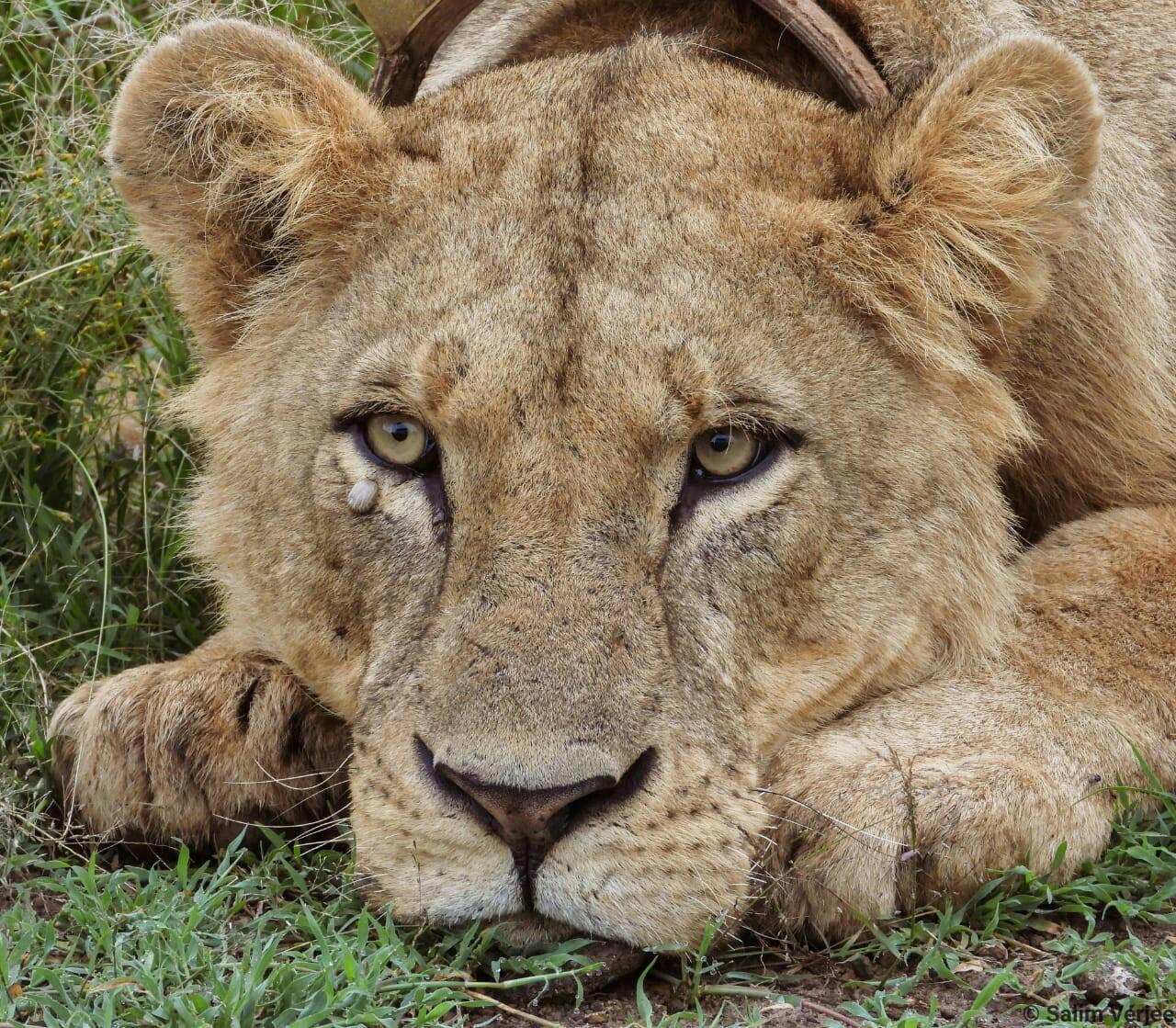 Safari Tour; Nairobi National Park