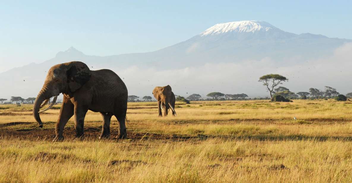 4 days Masai mara – L. Nakuru-Amboseli Camping Safari