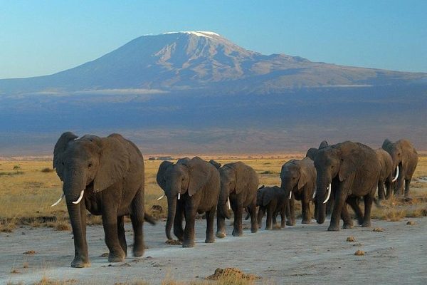 See herds of elephants at the foot of kilamanjaro