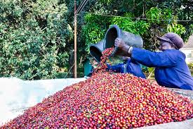 Nairobi Coffee Farm and Factory Tour