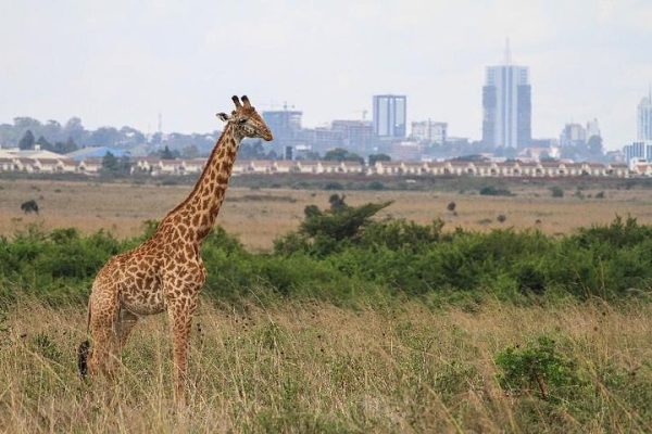 Nairobi national park Elephant orphanage and Giraffe center tour