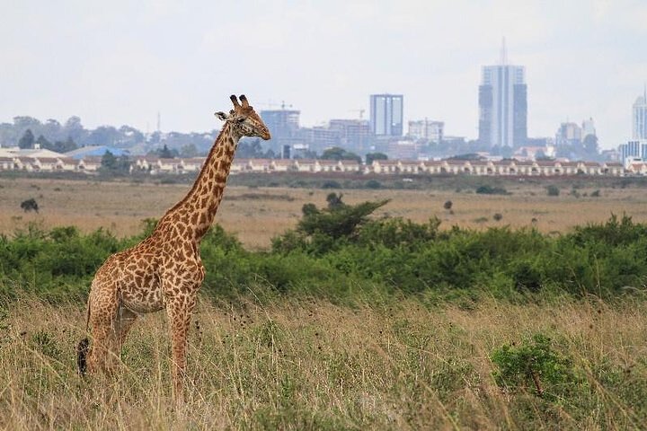 Safari Tour; Nairobi National Park