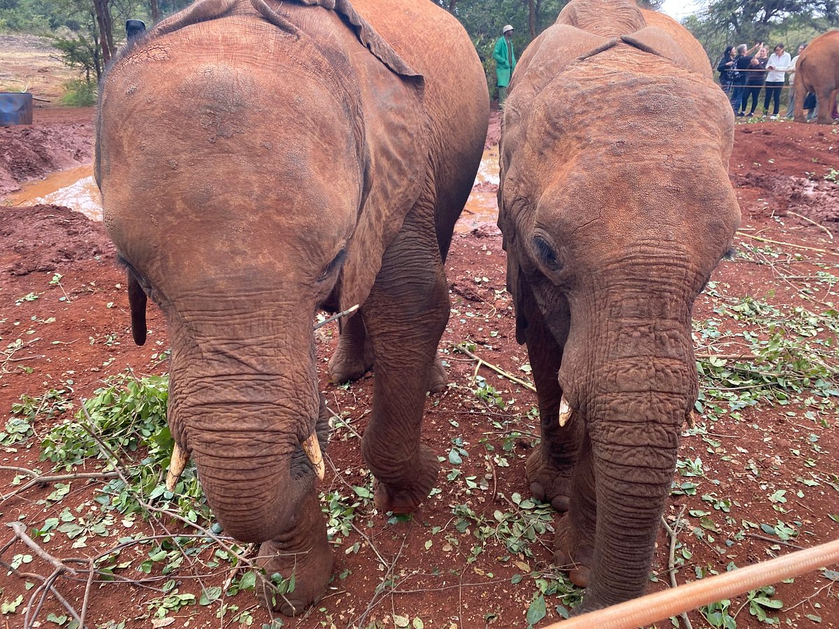 Day Tour to David Sheldrick Elephant Trust and Giraffe Center