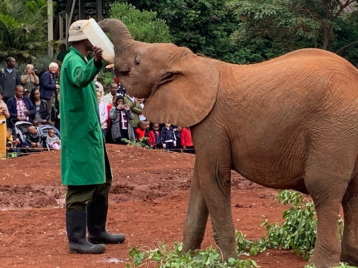 Day Tour to David Sheldrick Elephant Trust and Giraffe Center