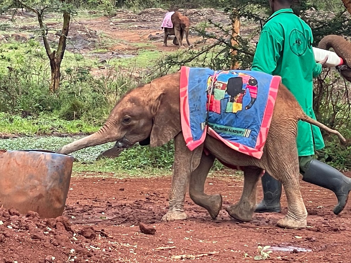 Day Tour to David Sheldrick Elephant Trust and Giraffe Center