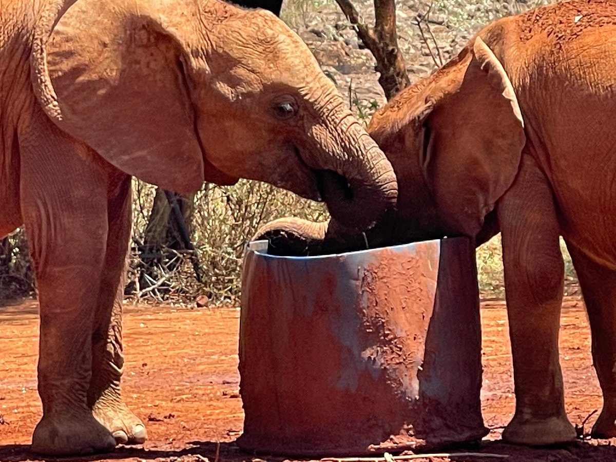 Day Tour to David Sheldrick Elephant Trust and Giraffe Center