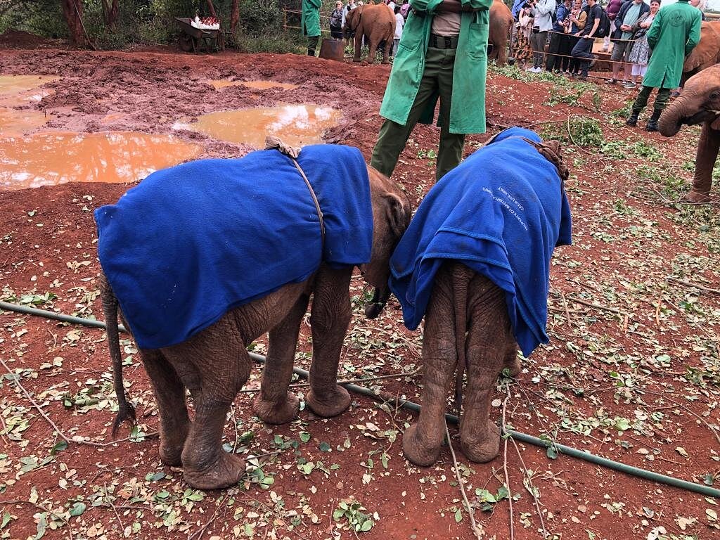 Day Tour to David Sheldrick Elephant Trust and Giraffe Center