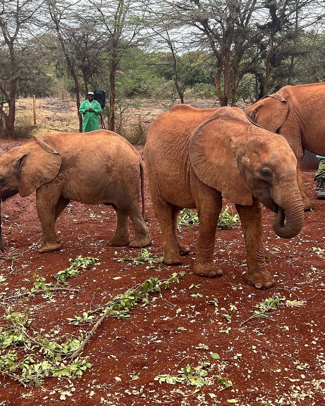 Day Tour to David Sheldrick Elephant Trust and Giraffe Center