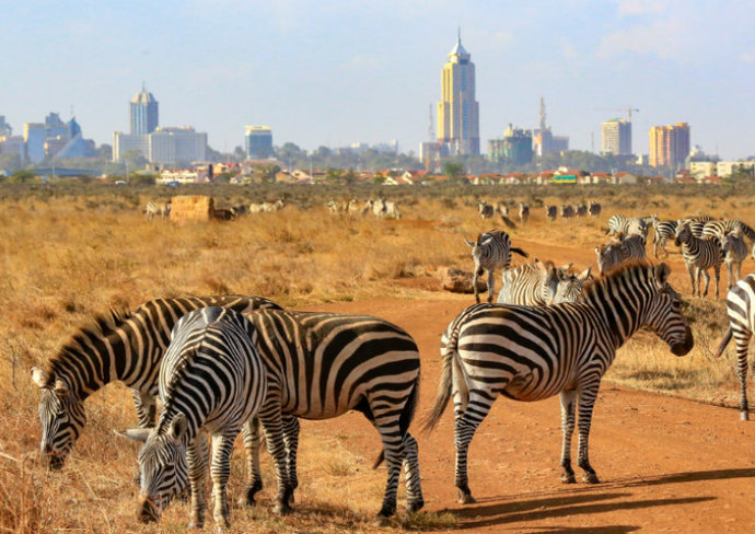 Safari Tour; Nairobi National Park