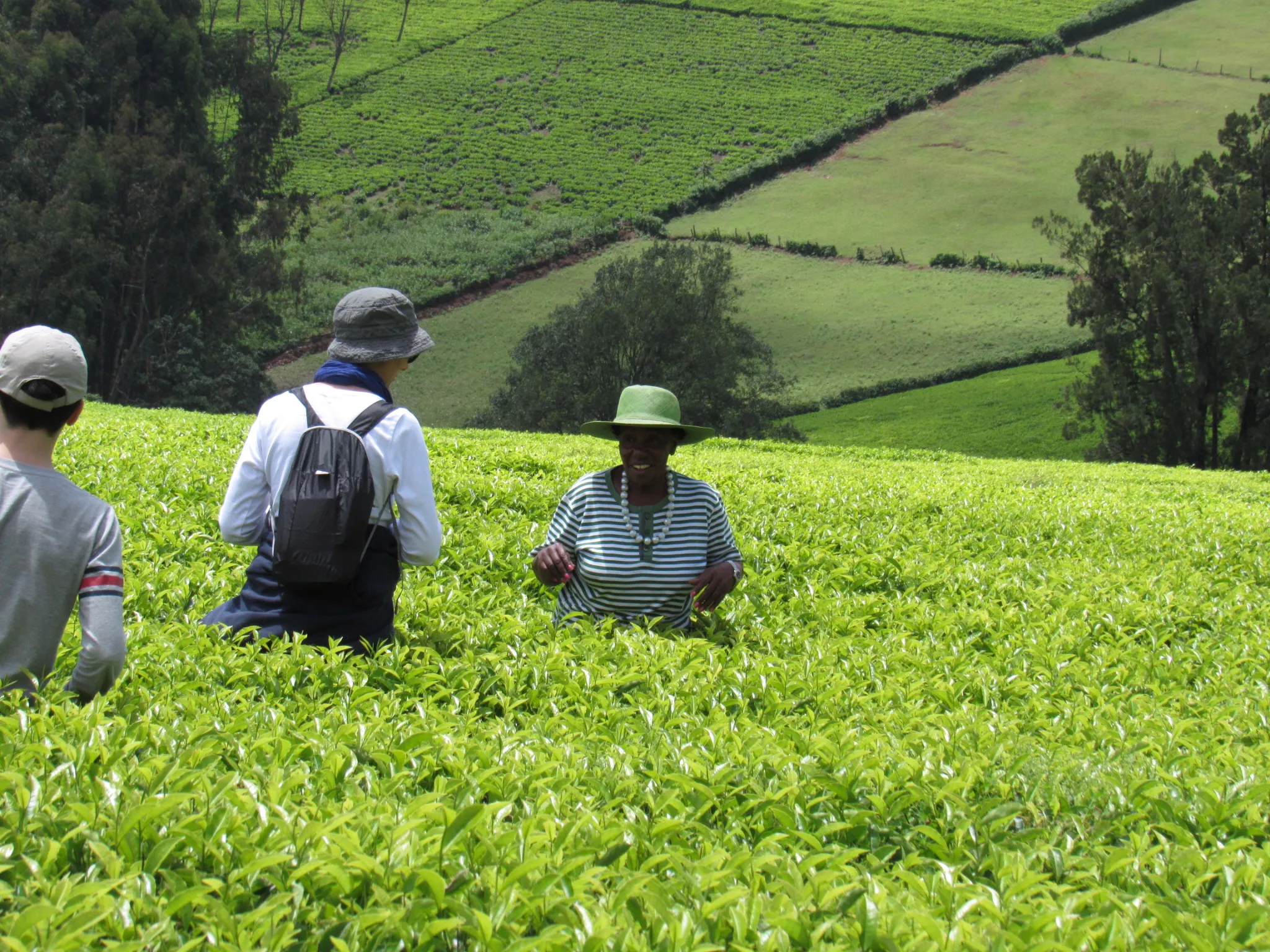 Nairobi Coffee Farm and Factory Tour