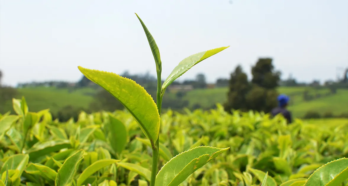 Nairobi Coffee Farm and Factory Tour