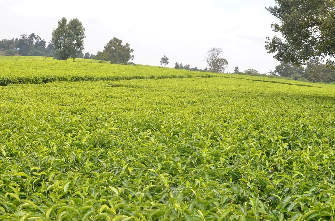 Nairobi Coffee Farm and Factory Tour