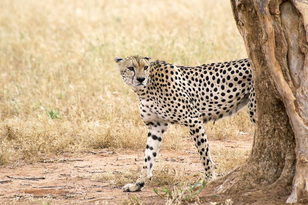 Safari Tour; Nairobi National Park