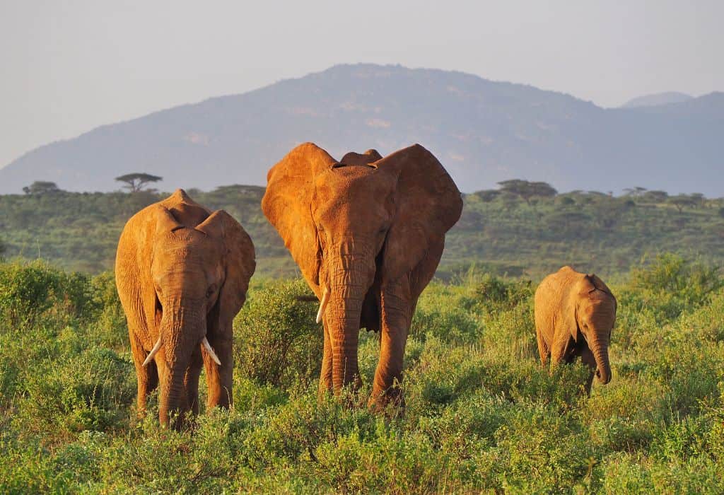 Day Tour to Amboseli National Park