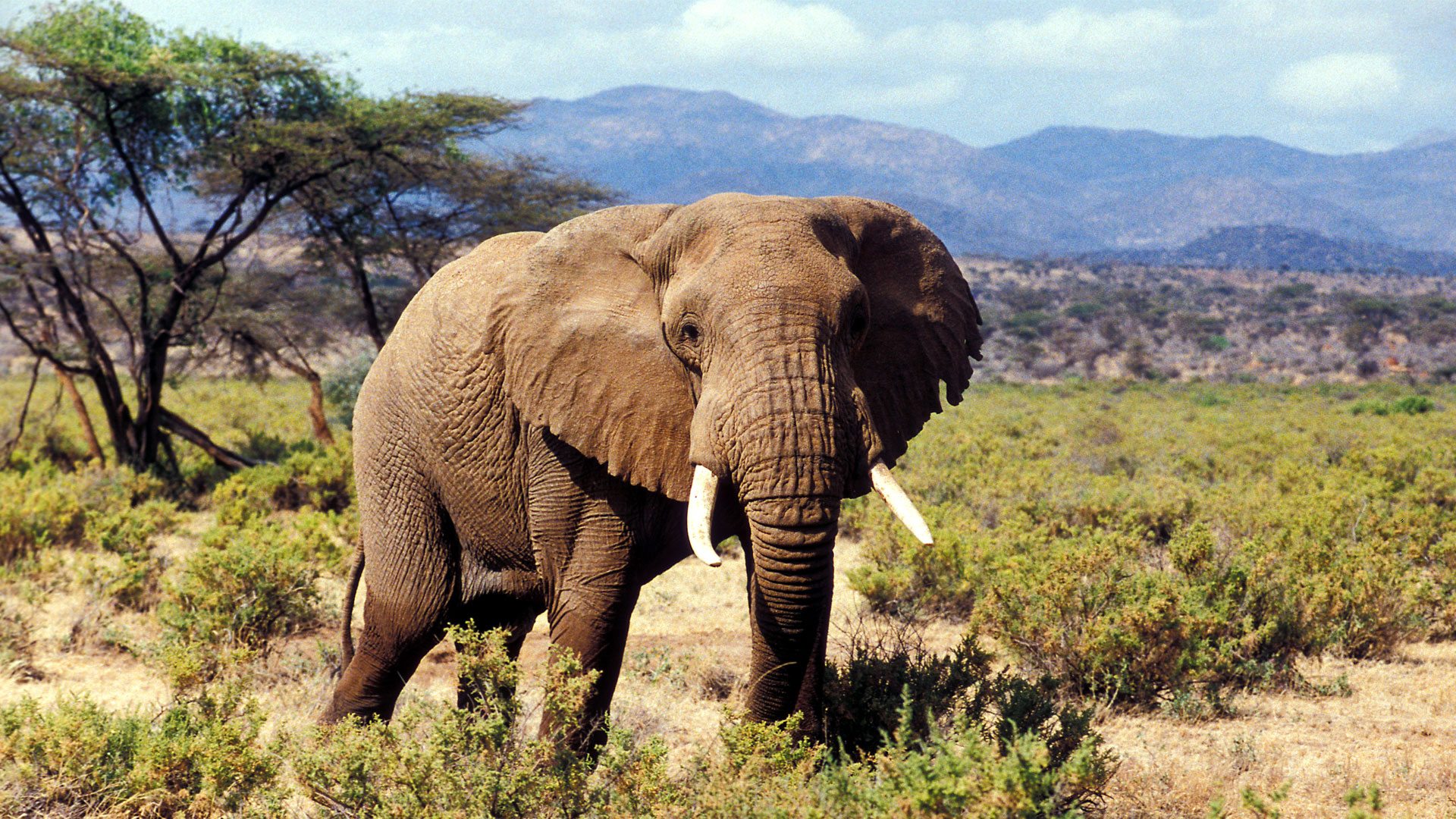 Day Tour to Amboseli National Park