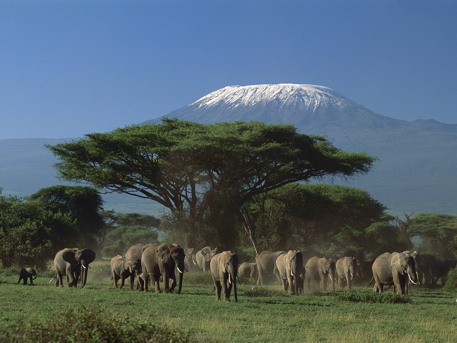 Day Tour to Amboseli National Park