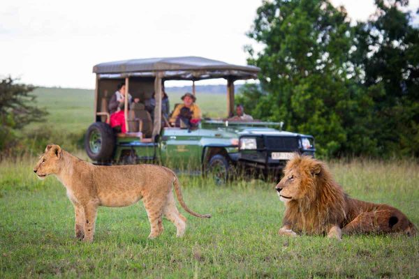 4 days Masai mara – L. Nakuru-Amboseli Camping Safari